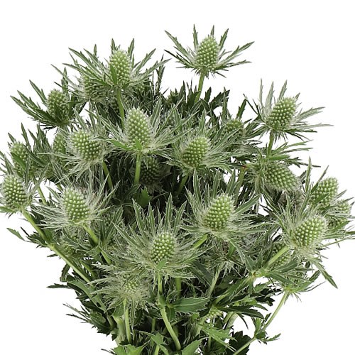 ERYNGIUM (THISTLE) SIRIUS QUESTAR