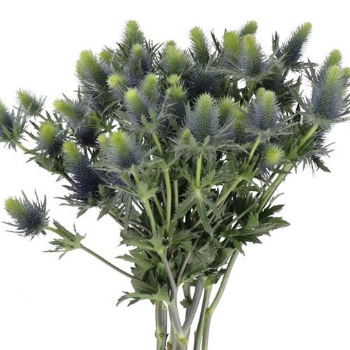ERYNGIUM (THISTLE) SUPERNOVA 60cm Wholesale Dutch Flowers & Florist