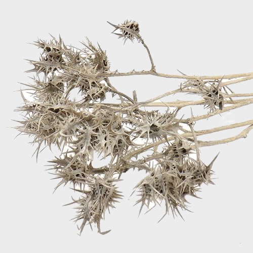 Eryngium Thistles Grey (Dried)
