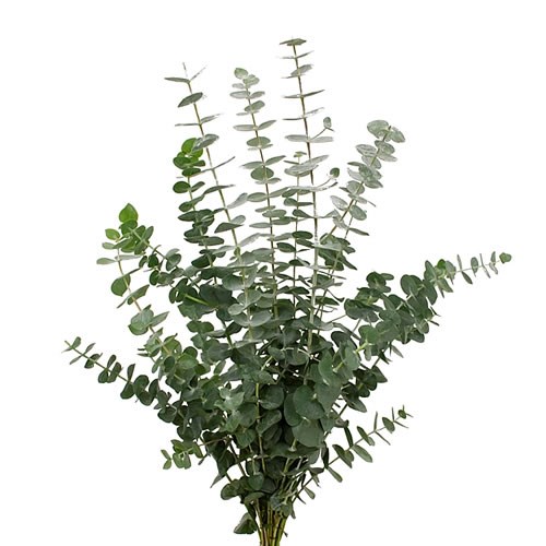 EUCALYPTUS BABY BLUE