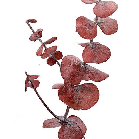 EUCALYPTUS BABY BLUE PRESERVED BURGUNDY