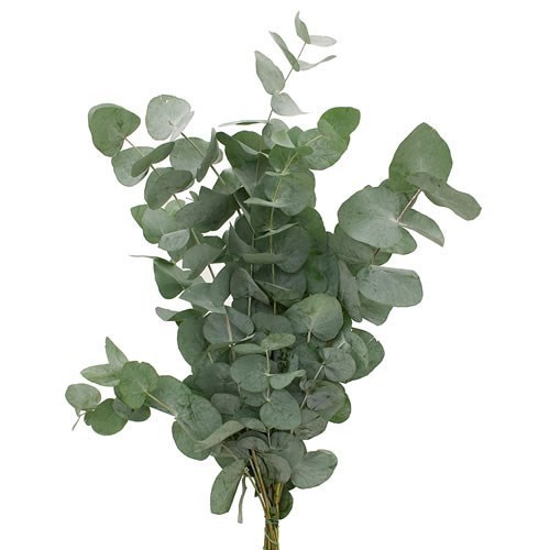 EUCALYPTUS CINEREA