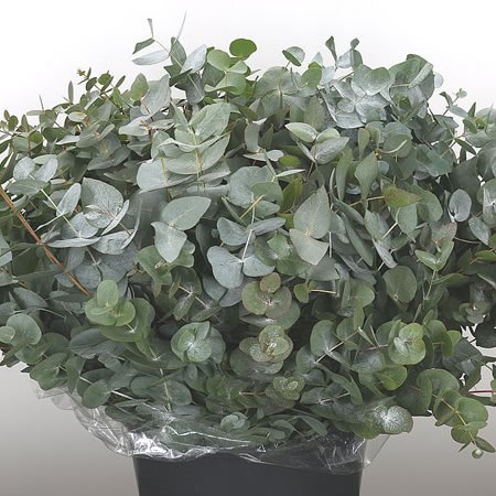 EUCALYPTUS CINEREA