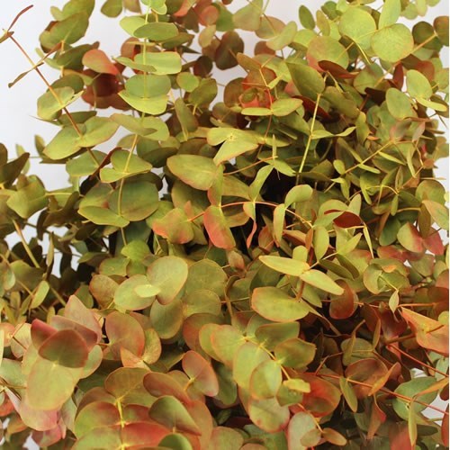 EUCALYPTUS CINEREA DYED AUTUMN