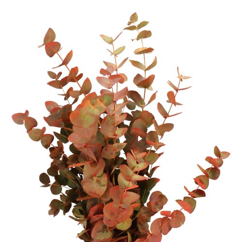 EUCALYPTUS CINEREA DYED AUTUMN