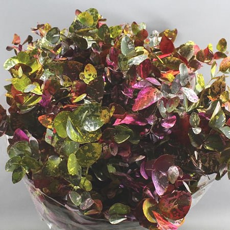 EUCALYPTUS CINEREA DYED PICASSO