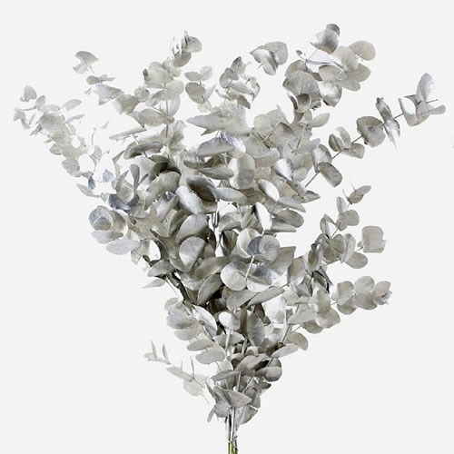 EUCALYPTUS CINEREA DYED PLATINA