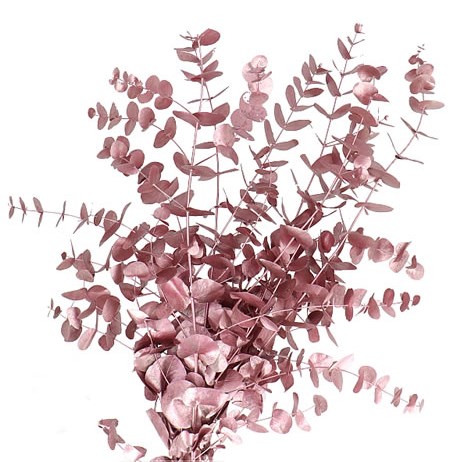 EUCALYPTUS CINEREA DYED ROSE GOLD