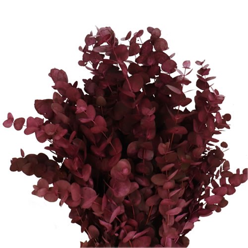 EUCALYPTUS CINEREA DYED WINE