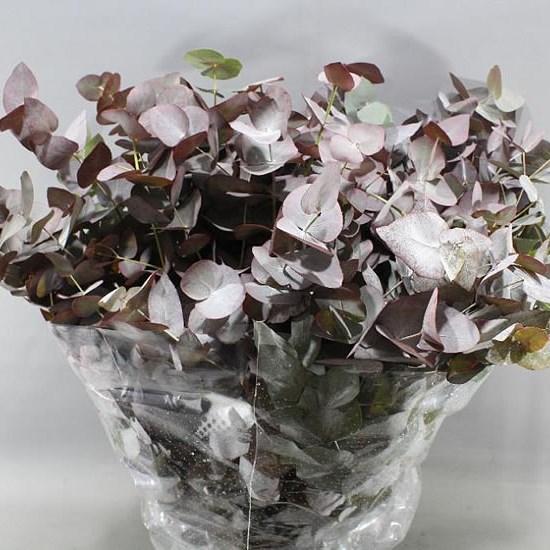 EUCALYPTUS CINEREA PULL UP RED HUE