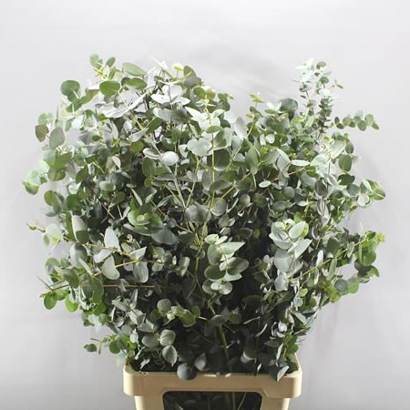 EUCALYPTUS CINEREA XXL