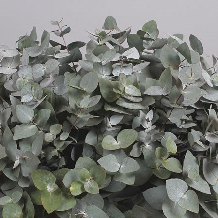 EUCALYPTUS CINEREA XXL