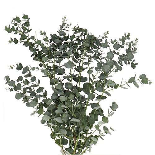 EUCALYPTUS GUNNI AZURA 120cm | Wholesale Dutch Flowers & Florist ...