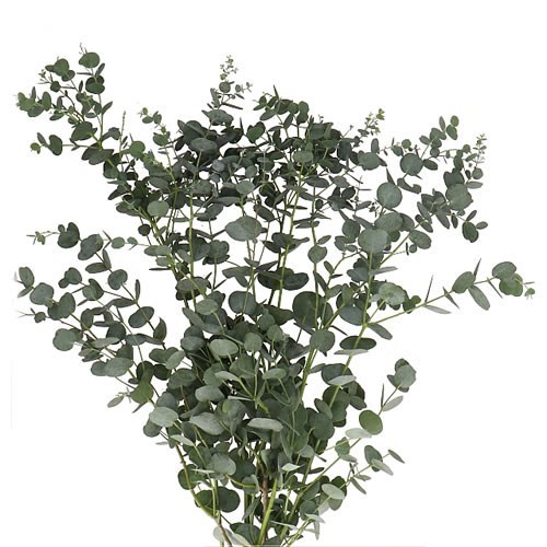 EUCALYPTUS GUNNI AZURA