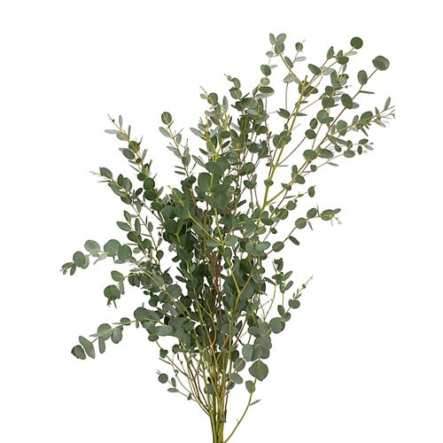 Eucalyptus Gunni