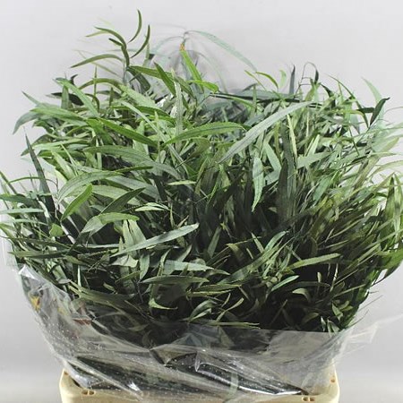 EUCALYPTUS NICHOLII GREEN PRESERVED