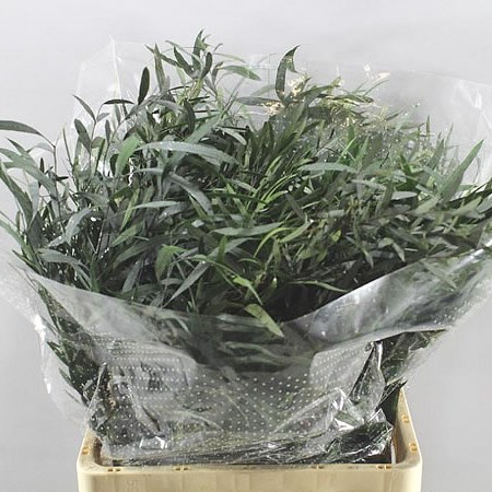 EUCALYPTUS NICOLII PRESERVED BUNCH