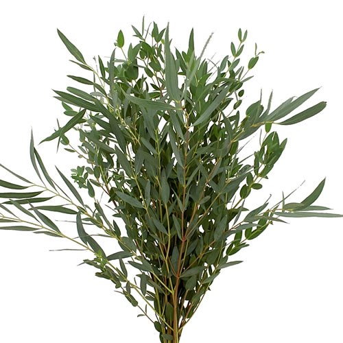 EUCALYPTUS PARVIFOLIA