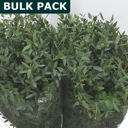 EUCALYPTUS PARVIFOLIA - BULK PACKS