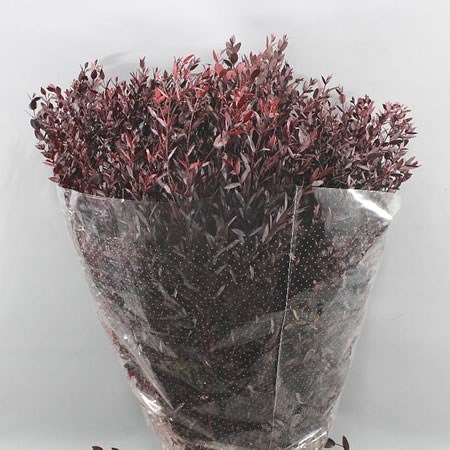 EUCALYPTUS PARVIFOLIA BURGUNDY PRESERVED