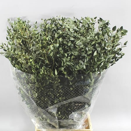 EUCALYPTUS PARVIFOLIA PRESERVED