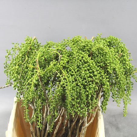 EUCALYPTUS PEPPER