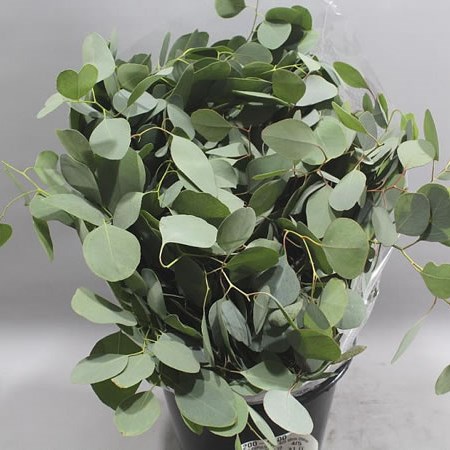 EUCALYPTUS POPULUS