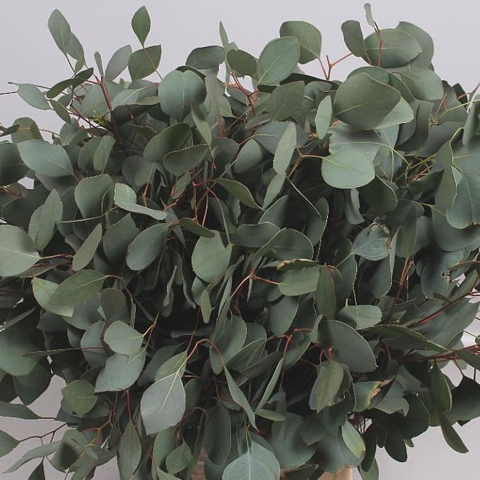 Eucalyptus Populus 60cm Wholesale Dutch Flowers Florist Supplies Uk