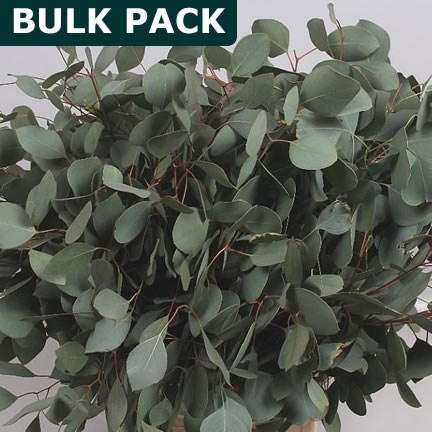 EUCALYPTUS POPULUS - BULK PACKS