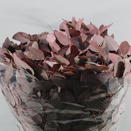 EUCALYPTUS POPULUS DYED BORDEAUX