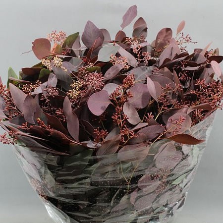 EUCALYPTUS POPULUS IN BERRY DYED BURGUNDY