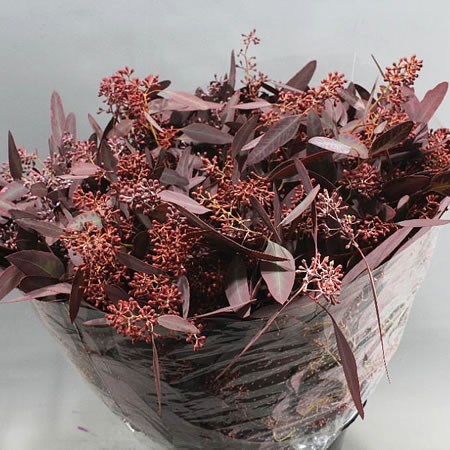 EUCALYPTUS POPULUS IN BERRY DYED BURGUNDY