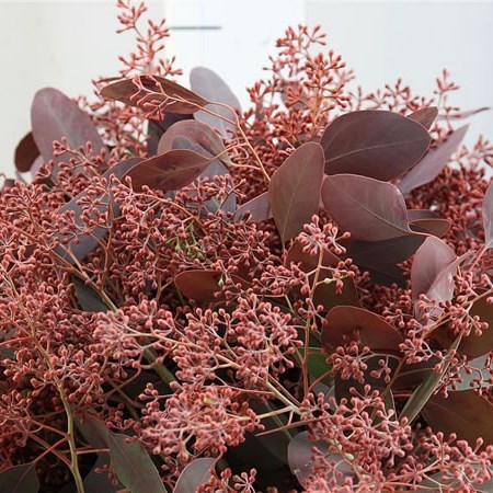 EUCALYPTUS POPULUS IN BERRY DYED RED