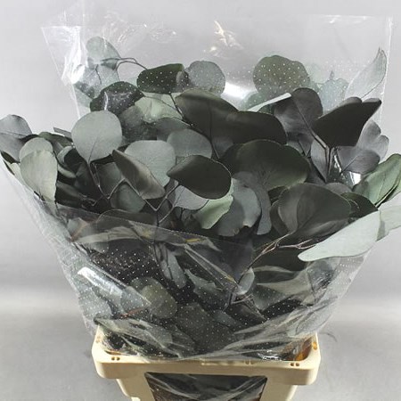 EUCALYPTUS POPULUS PRESERVED