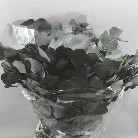 EUCALYPTUS POPULUS PRESERVED