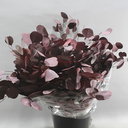 EUCALYPTUS POPULUS PRESERVED BURGUNDY