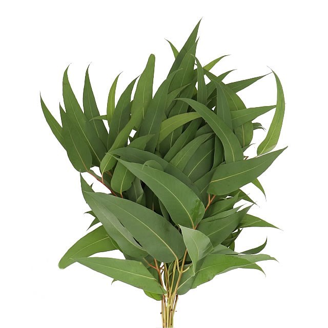 EUCALYPTUS ROBUSTA GIGANTEA