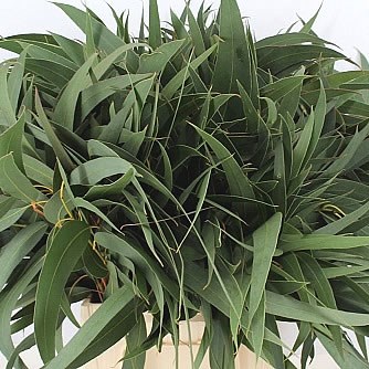 EUCALYPTUS ROBUSTA GIGANTEA