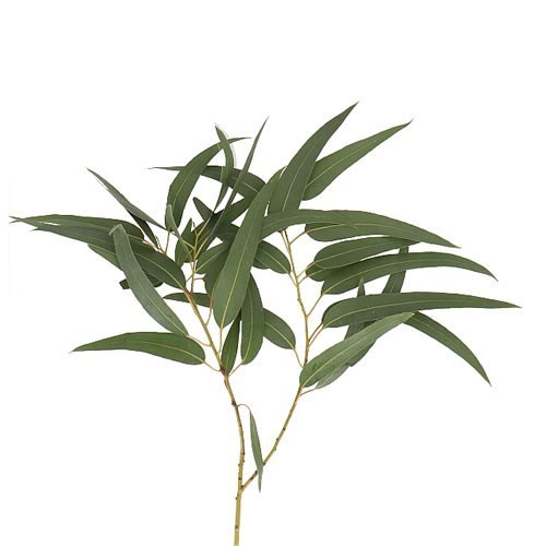 EUCALYPTUS ROBUSTA VICTORIA