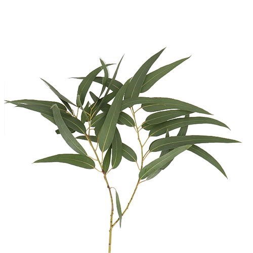 EUCALYPTUS ROBUSTA VICTORIA
