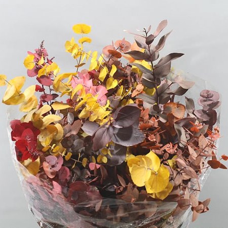 EUCALYPTUS STUARTIANA AUTUMN PRESERVED