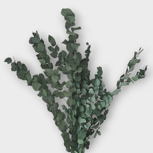 EUCALYPTUS STUARTIANA PRESERVED GREEN