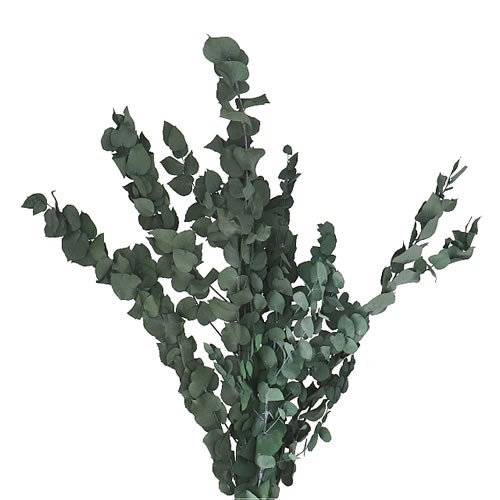 EUCALYPTUS STUARTIANA PRESERVED GREEN 65cm Wholesale Dried Flowers UK