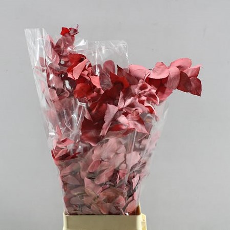 EUCALYPTUS STUARTIANA PRESERVED RED