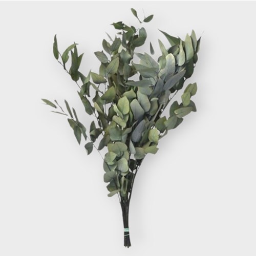 Eucalyptus Stuartiana Preserved