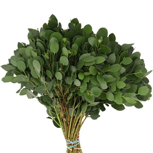 EUCALYPTUS SUBCRENULATA