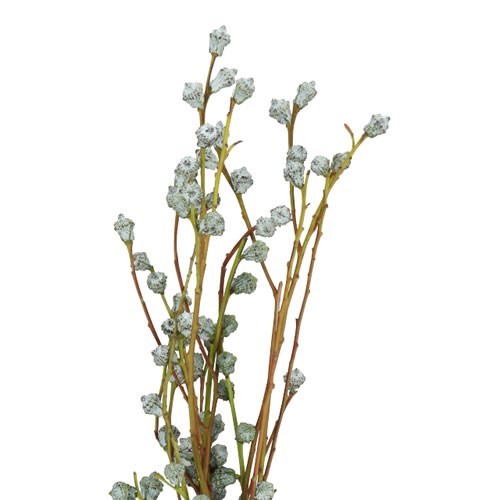EUCALYPTUS TETRAGONA BERRY