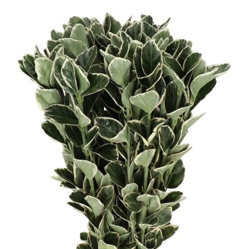 EUONYMUS WHITE SPIRE