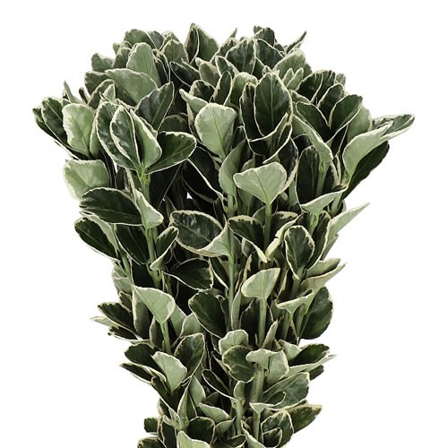 EUONYMUS WHITE STRIPE