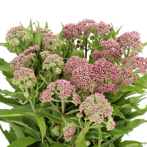 EUPATORIUM PURPUREUM